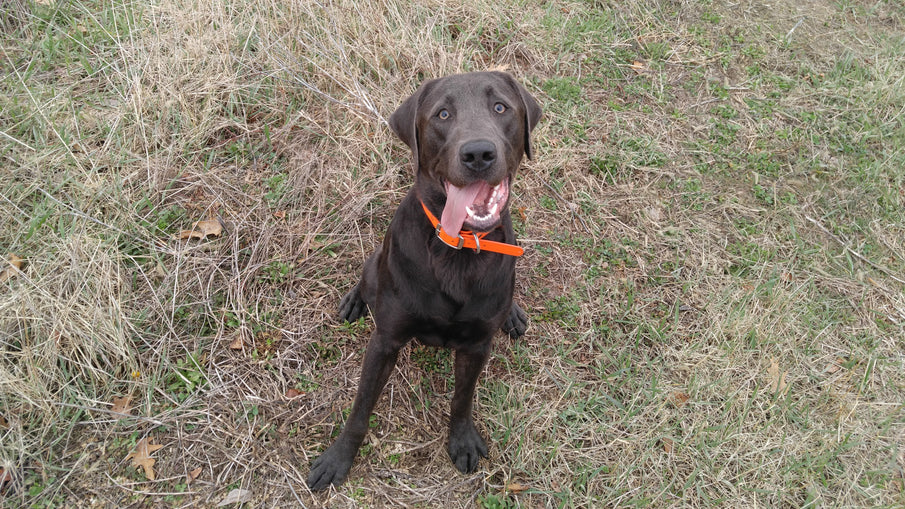 Tail Tales #3, Doggy Job Fair