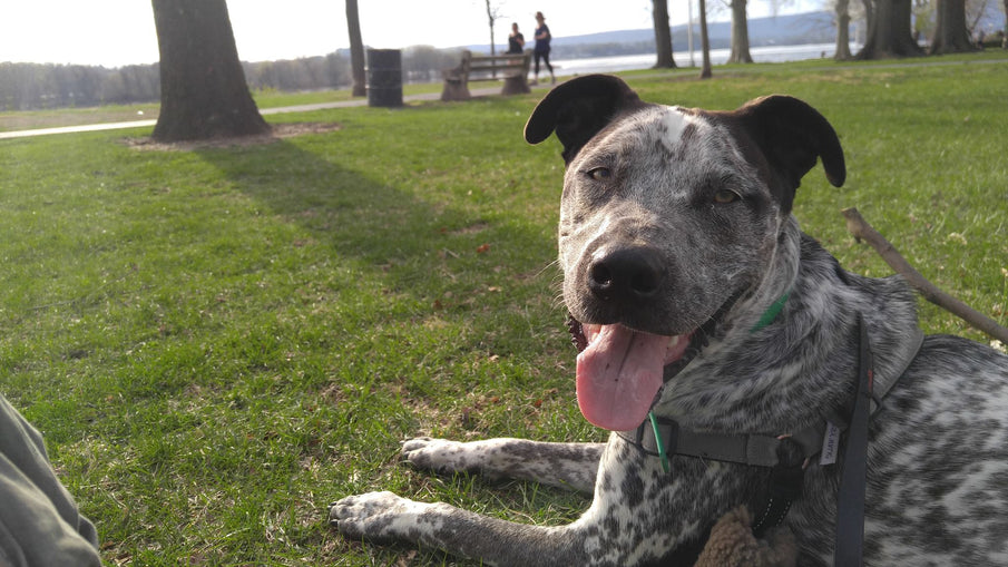 Tail Tales #4, Full Circle